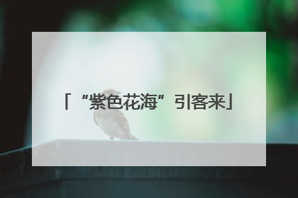 “紫色花海”引客来