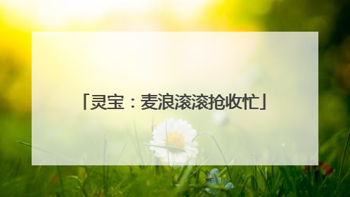 灵宝：麦浪滚滚抢收忙