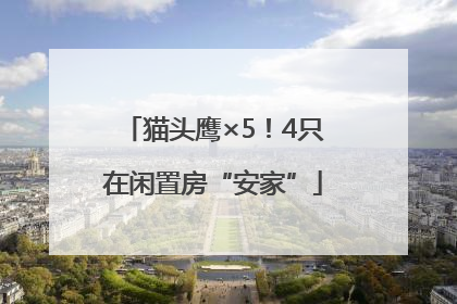 猫头鹰×5！4只在闲置房“安家”