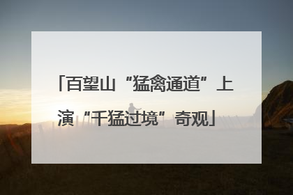 百望山“猛禽通道”上演“千猛过境”奇观
