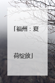 福州：夏荷绽放