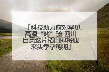 科技助力应对罕见高温“烤”验 四川自贡这片稻田即将迎来头季孕穗期