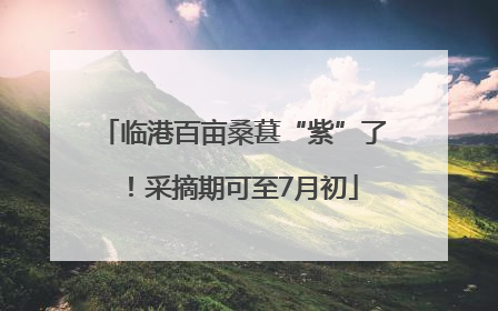 临港百亩桑葚“紫”了！采摘期可至7月初