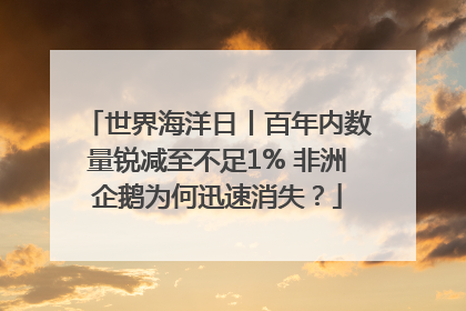 世界海洋日丨百年内数量锐减至不足1% 非洲企鹅为何迅速消失？