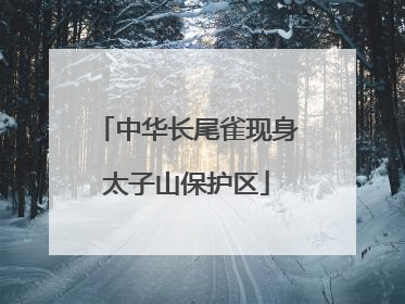 中华长尾雀现身太子山保护区