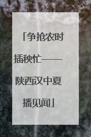 争抢农时插秧忙——陕西汉中夏播见闻