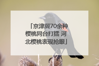京津冀70余种樱桃同台打擂 河北樱桃表现抢眼