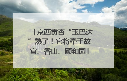 京西贡杏“玉巴达”熟了！它将牵手故宫、香山、颐和园
