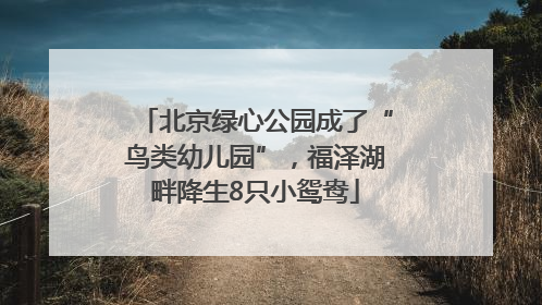 北京绿心公园成了“鸟类幼儿园”，福泽湖畔降生8只小鸳鸯