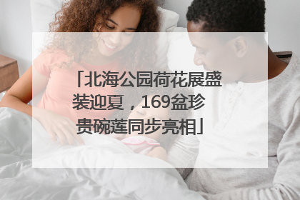 北海公园荷花展盛装迎夏，169盆珍贵碗莲同步亮相