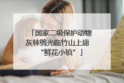 国家二级保护动物灰林鸮光临竹山上庸“鲜花小镇”