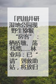 四川井研湿地公园现野生猕猴 “房客”：栖桥墩、荡线缆……林业局：已“请”到救助站，将放归自然