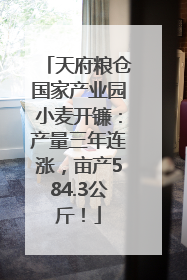 天府粮仓国家产业园小麦开镰：产量三年连涨，亩产584.3公斤！