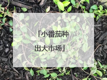 小番茄种出大市场