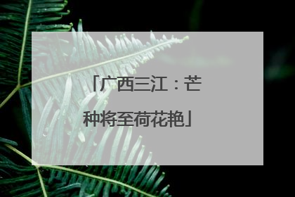 广西三江：芒种将至荷花艳