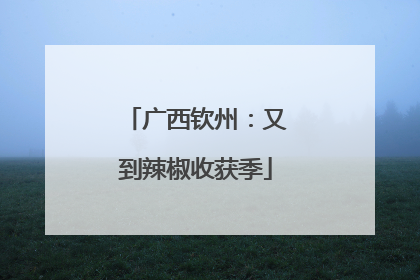 广西钦州：又到辣椒收获季