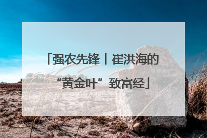 强农先锋丨崔洪海的“黄金叶”致富经