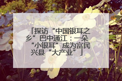 探访“中国银耳之乡”巴中通江：一朵“小银耳”成为富民兴县“大产业”