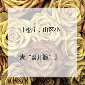 枣庄：山区小麦“喜开镰”