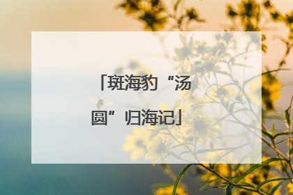 斑海豹“汤圆”归海记