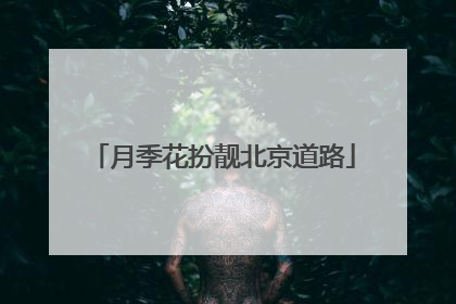 月季花扮靓北京道路