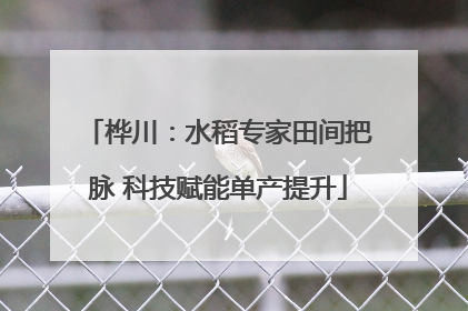 桦川：水稻专家田间把脉 科技赋能单产提升