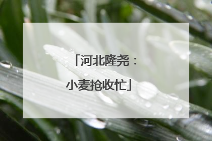 河北隆尧：小麦抢收忙