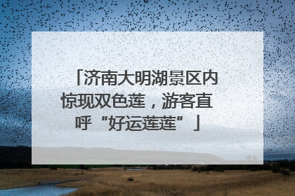 济南大明湖景区内惊现双色莲，游客直呼“好运莲莲”