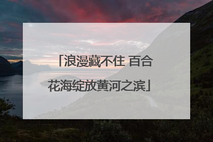 浪漫藏不住 百合花海绽放黄河之滨