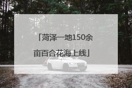 菏泽一地150余亩百合花海上线