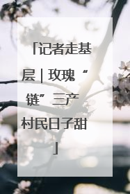 记者走基层｜玫瑰“链”三产 村民日子甜