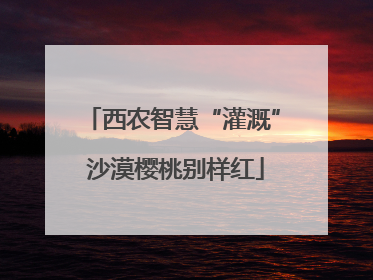 西农智慧“灌溉” 沙漠樱桃别样红