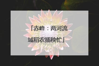 赤峰：两河流域稻农插秧忙