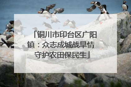 铜川市印台区广阳镇：众志成城战旱情 守护农田保民生