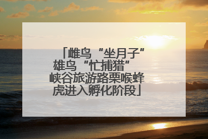 雌鸟“坐月子”雄鸟“忙捕猎” 峡谷旅游路栗喉蜂虎进入孵化阶段