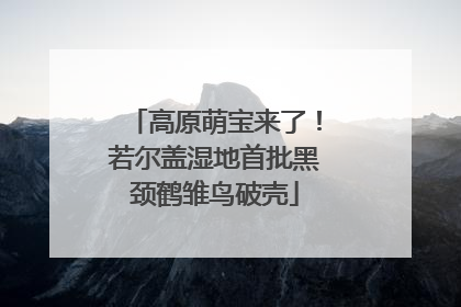 高原萌宝来了！若尔盖湿地首批黑颈鹤雏鸟破壳